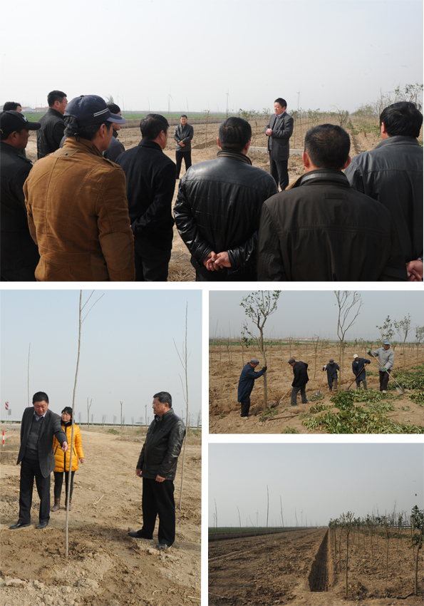 淮海召开林木发展现场会.jpg